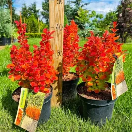 berberys-orange-ice-prawdziwe-zdjecia-c2-40cm-pomaranczowo-czerwony-hit