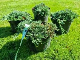 jalowiec-plozacy-ice-blue-na-skarpy-rabaty-hit