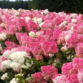 hortensja-bukietowa-vanille-fraise-rozowo-waniliowa-dorasta-do-2m