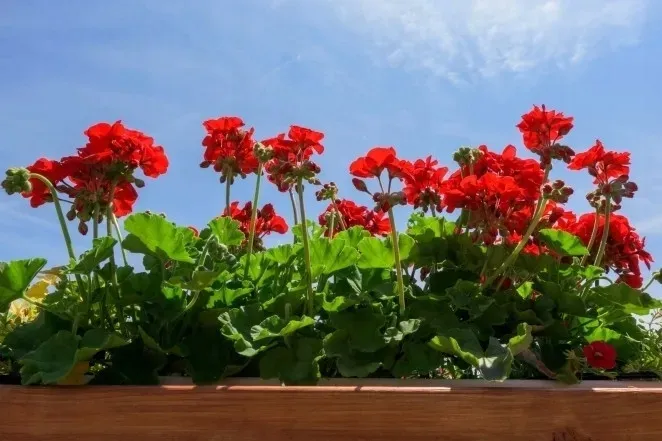 biohumus-extra-pelar-500ml-oryginalny