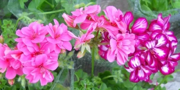 biohumus-extra-pelar-500ml-oryginalny