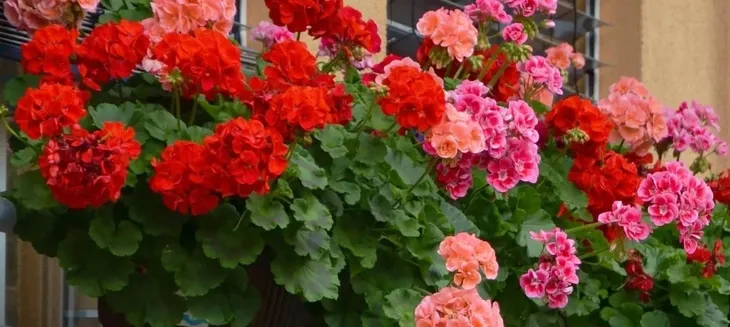 biohumus-extra-pelar-500ml-oryginalny-zastosowanie-do-pielegnacji-kwiatow