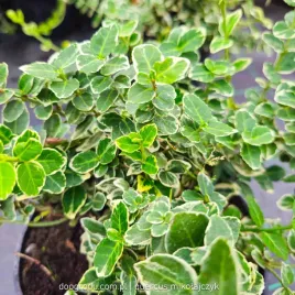 trzmielina-emerald-gaiety-zielono-biala-duza-euonymus-fortunei-c2-20-30cm