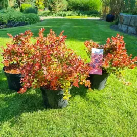 berberys-admiration-prawdziwe-zdjecia-gesty