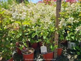 hortensja-pink-diamond-bukietowa-prawdziwe-zdjecia