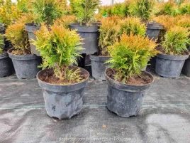 thuja-tuja-danica-c2-gesta-kula-realne-zdjecia