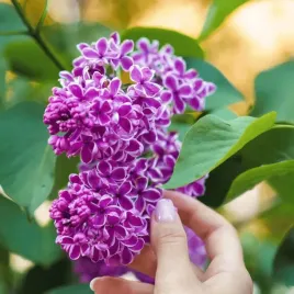 lilak-pospolity-sensation-fioletowo-bialy-40-50cm-color-edition-c2