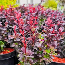 berberys-purpurowy-concorde-c2-20cm-ciemny-fiolet-prawdziwe-zdjecia