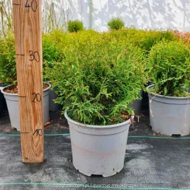 thuja-hoseri-kulista-tuja-piekna-gesta-kula