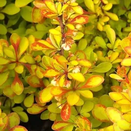 berberys-diabolicum-berberis-realne-zdjecia