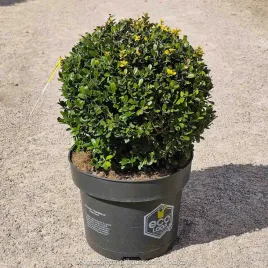 ostrokrzew-bukszpanowy-dark-green-kula-xl-25cm-zamiennik-bukszpanu