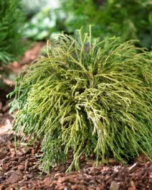 cyprysik-groszkowy-filifera-nana-realne-zdjecia