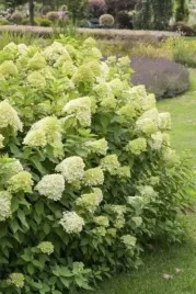 hortensja-limelight-zielono-kremowa-c2-30-50cm-duza