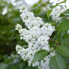 lilak-pospolity-miss-ellen-willmott-snieznobialy-c3-80cm-xxl