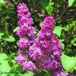 lilak-pospolity-andenken-an-ludwig-spath-purpurowy-xxl-c3-80-100cm