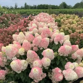 hortensja-bukietowa-pinkachu-karlowa-wielkie-kwiaty-proven-winners-c3