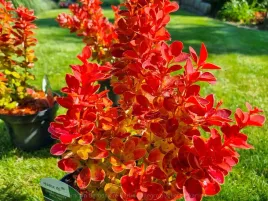 berberys-orange-ice-pomaranczowy-czerwony-zywe-soczyste-kolory-c2-30-50cm