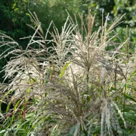 miskant-chinski-miscanthus-sinensis-cute-one-pbr-20-40cm-c2