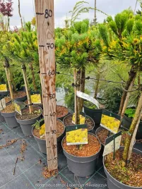 sosna-szczepiona-na-pniu-carstens-winter-gold-50cm-c5-zlota-duza