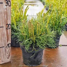 sosna-kosodrzewina-pumilio-gorska-pinus-mugo-pumilo-c1-10-15-cm