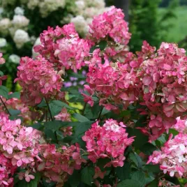 hortensja-bukietowa-fire-light-proven-winners