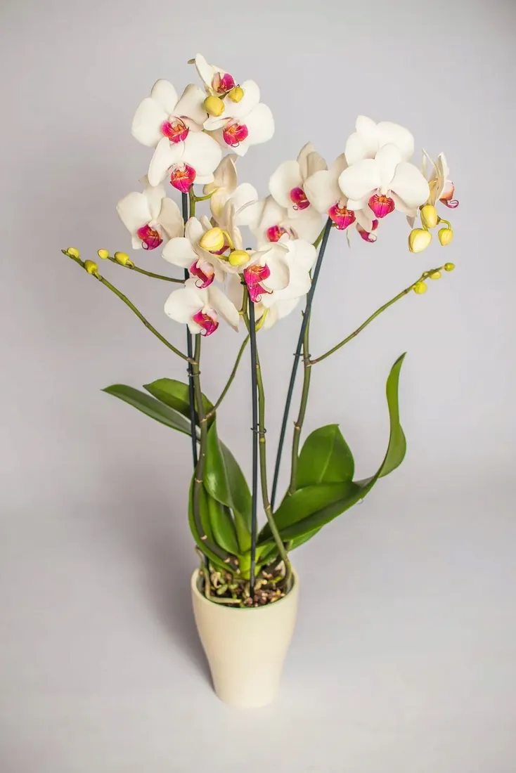 biohumus-extra-sasz-storczyk-20ml-oryginalny