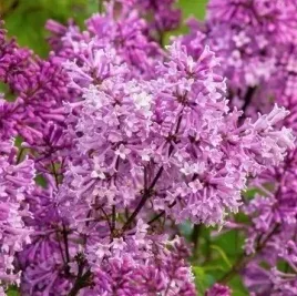 lilak-rozowy-josee-duzy-60cm-prawdziwe-zdjecia