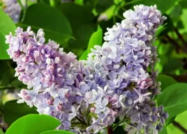 lilak-pospolity-profesor-hoser-jasnofioletowy-polska-odmiana-xxl-c3-80cm