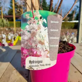 hortensja-pinky-winky-c2-bialo-rozowa-30-50cm-duza