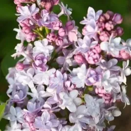 lilak-pospolity-michel-buchner-lawendowy-40-50cm-color-edition-c2