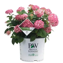 hortensja-ruby-annabelle-rubinowa-sztywne-pedy-proven-winners-c3