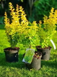berberys-maria-c2-duzy-piekna-polska-odmiana-cytrynowa-real-foto