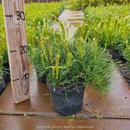 sosna-kosodrzewina-duza-xl-pinus-mugo-mughus-c1-p13-10-15-cm