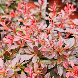 berberys-bagatelle-czerwono-czekoladowy-karlowy-kulisty-c2-20cm