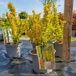 berberys-wysoki-yellow-tower-prawdziwe-zdjecia