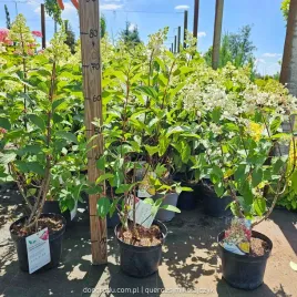 hortensja-candlelight-piekna-przebarwiajaca