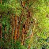 skoczylas-multiwitamina-complex-wapn-zelazo-witamina-e-selen-90-kapsulek-nazwa-multiwitamina