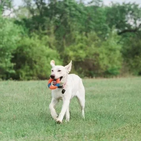 ultra-ring-chuckit-rodzaj-frisbee