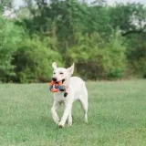 ultra-ring-chuckit-rodzaj-frisbee