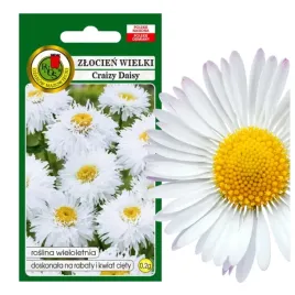 zlocien-wielki-crazy-daisy-bialy-wieloletni-na-rabaty-kwiaty-ciete-02g