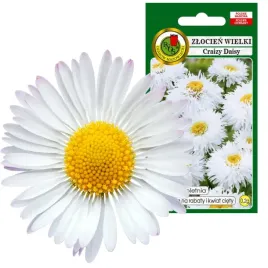 zlocien-wielki-crazy-daisy-bialy-wieloletni-na-rabaty-kwiaty-ciete-02g