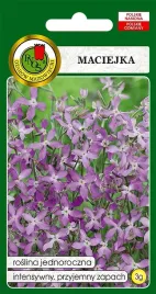 maciejka-3g-miododajna-wyjatkowy-zapach-wieczorami-w-ogrodzie-pnos