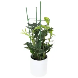 podporka-do-kwiatow-roslin-wysoka-podpora-pierscieniowa-mocna-zielona-75cm