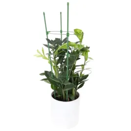 podpora-do-kwiatow-duza-podporka-do-roslin-zielona-75cm-wysoka-obejma