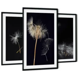 zestaw-3-obrazy-do-salonu-sypialni-sciane-tryptyk-dmuchawce-fotografie