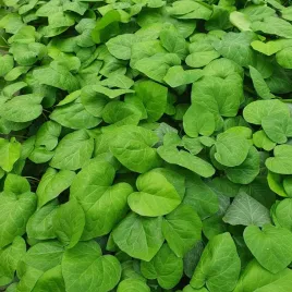 bluszcz-sweetheart-szybki-przyrost-i-piekne-sercowate-liscie-1l