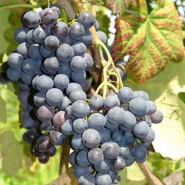 winorosl-charlie-antracyt-deserowe-duze-ciemne-owoce-sadzonka-2l