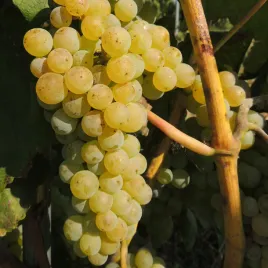 winorosl-romulus-bezpestkowa-odmiana-deserowa-bardzo-smaczna-2l