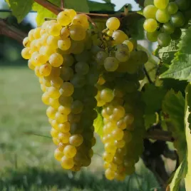 winorosl-jasna-solaris-najlepsza-odmiana-winiarska-w-polsce-sadzonka-2l