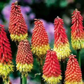 kniphofia-trytoma-czerwono-zolta-1-szt-sadzonka-sadzonki-plonaca-pochodnia
